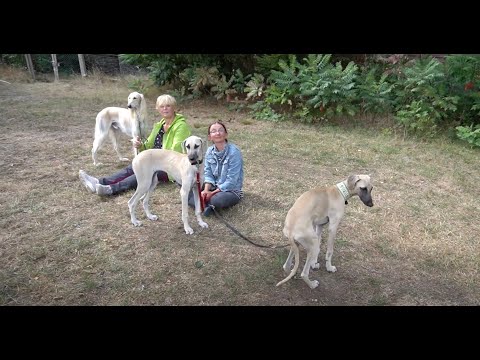 Video: Sloughi Hunderasse Hypoallergen, Gesundheit Und Lebensdauer