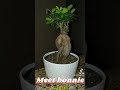 My newest hobby  indoor plants plants indoorplants plantlife