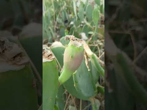 تصویری: انجیر بربری چیست - رشد گیاهان انجیر بربری در باغ