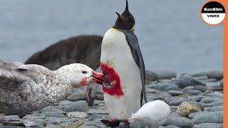 When a Mother Sacrifices Her Life To Protect Her Baby