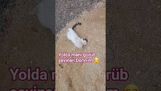 Abunə olun Dorin daha çox sevinsin 🥰🐾#catshorts #aztube #bəbədorişim