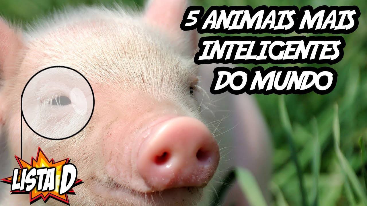 5 Animais mais Inteligentes do Mundo – LISTA D