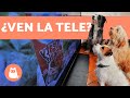 ¿Pueden los PERROS ver la TELEVISIÓN? 🐶📺 ¡Descúbrelo!