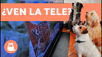 ¿A los perros les gusta que les dejen la tele encendida?