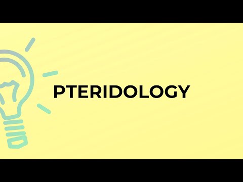 What is the meaning of the word PTERIDOLOGY?