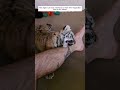 This man adopted an orphaned tiger cub when it was a baby #tiger #shortvideo #animalshorts #rescue