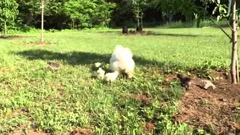 my backyard silkie chickens