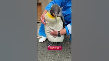 incredible animal transformation !!