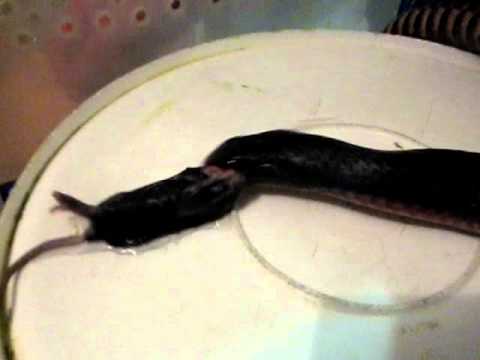 trademark meaning black snake bite
