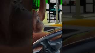 monkey driving across Brookhaven (#brookhaven #memes #monkey #roblox #shorts #funny #drip)