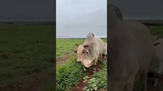 PREÇO DA ARROBA DO BOI GORDO #BOI #VACA #PREÇODOBOI #BOICHINA #FAZENDA #AGRO #NELORE
