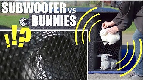 Infra-subwoofer vs Bunnies LOL
