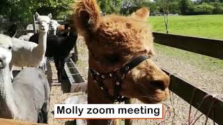 Zoom Animals - zoom animals for meetings - Zoom animal rentals by Alpaca Walking Hensting Alpacas 3,723 views 3 years ago 2 minutes, 58 seconds