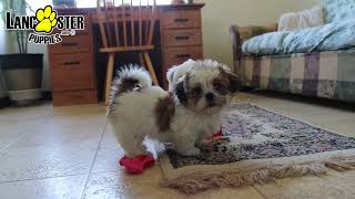 Cute Lhasa Apso Puppies