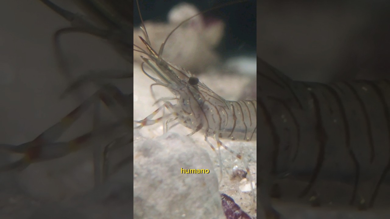 Las gambas que ves en la playa #faunamarina #shorts #curiosidades