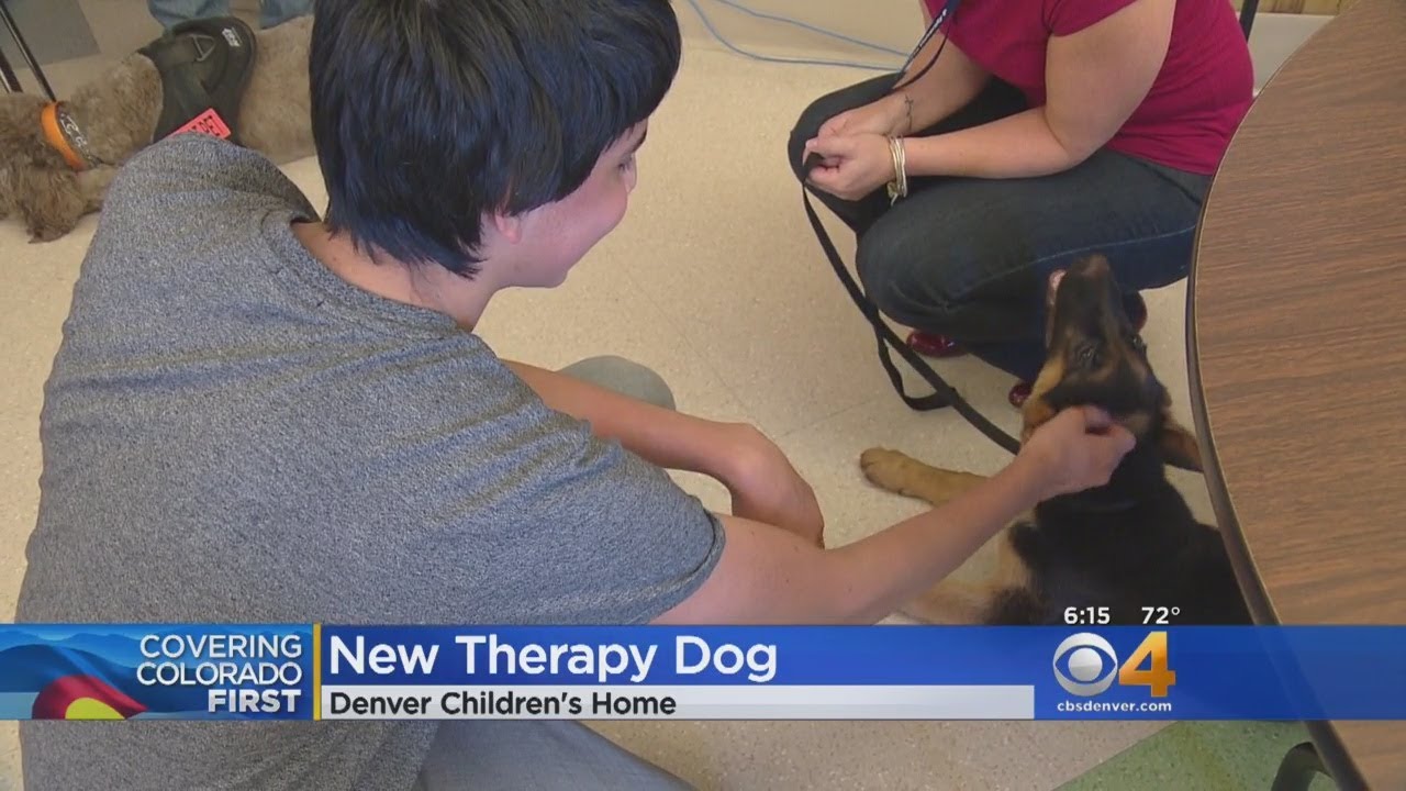 Puppy Kisses Welcome New Therapy Dog To Children's Home - YouTube