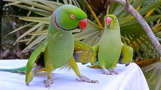 Talking Parrot Whisting and Dancing screenshot 5