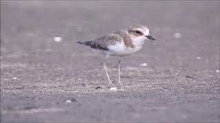 Berburu Burung Pantai!!!!!!!