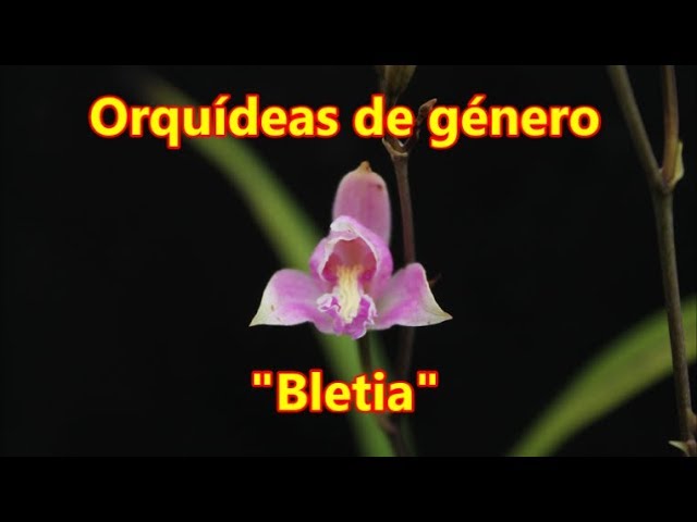 Orquídeas de género BLETIA - thptnganamst.edu.vn