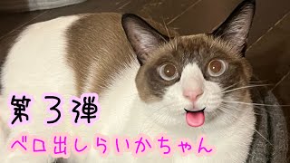 【猫】ベロ出しらいかちゃん【Part3】 by たにんごch 89 views 7 months ago 1 minute, 58 seconds