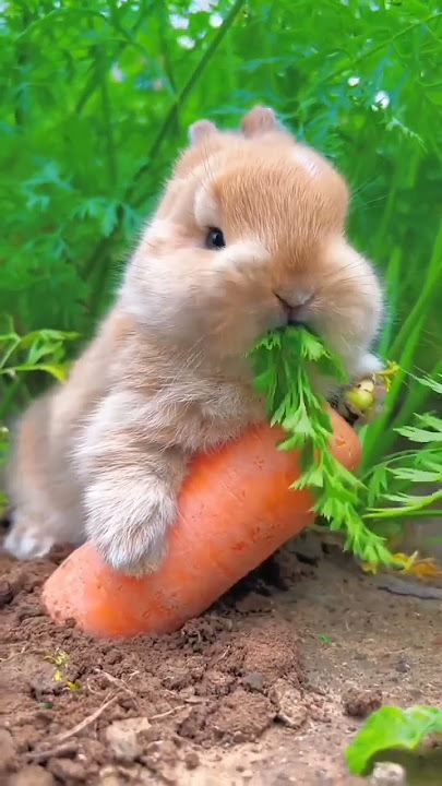 kelinci makan wortel #nayradanarvel #shorts #videoshorts #rabbit