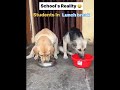 school's reality 😀 #rubi #zubi #funny #dogs #shorts #comedy