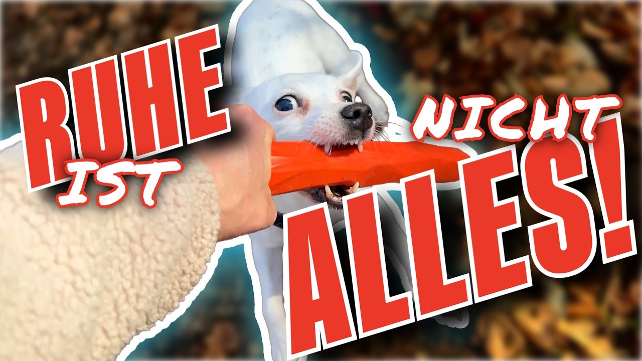 DEIN HUND BRAUCHT AUSLASTUNG