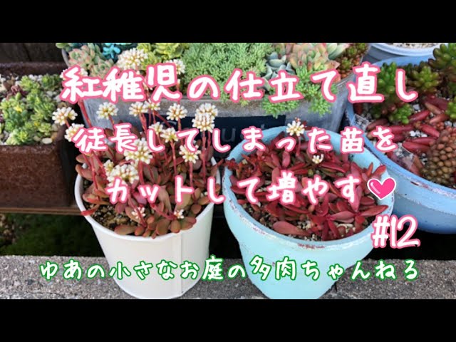 多肉植物】【仕立て直し】紅稚児の仕立て直し 徒長してしまった苗を