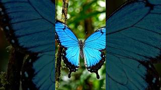 The Amazing Butterfly Life Cycle 🦋 | Kids Learning Video