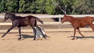 Qreative Appeal RES 2025 bay Westfalen NA filly