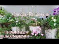 【ガーデニング】11月の花壇や寄植えの様子🌼【花パトロール】