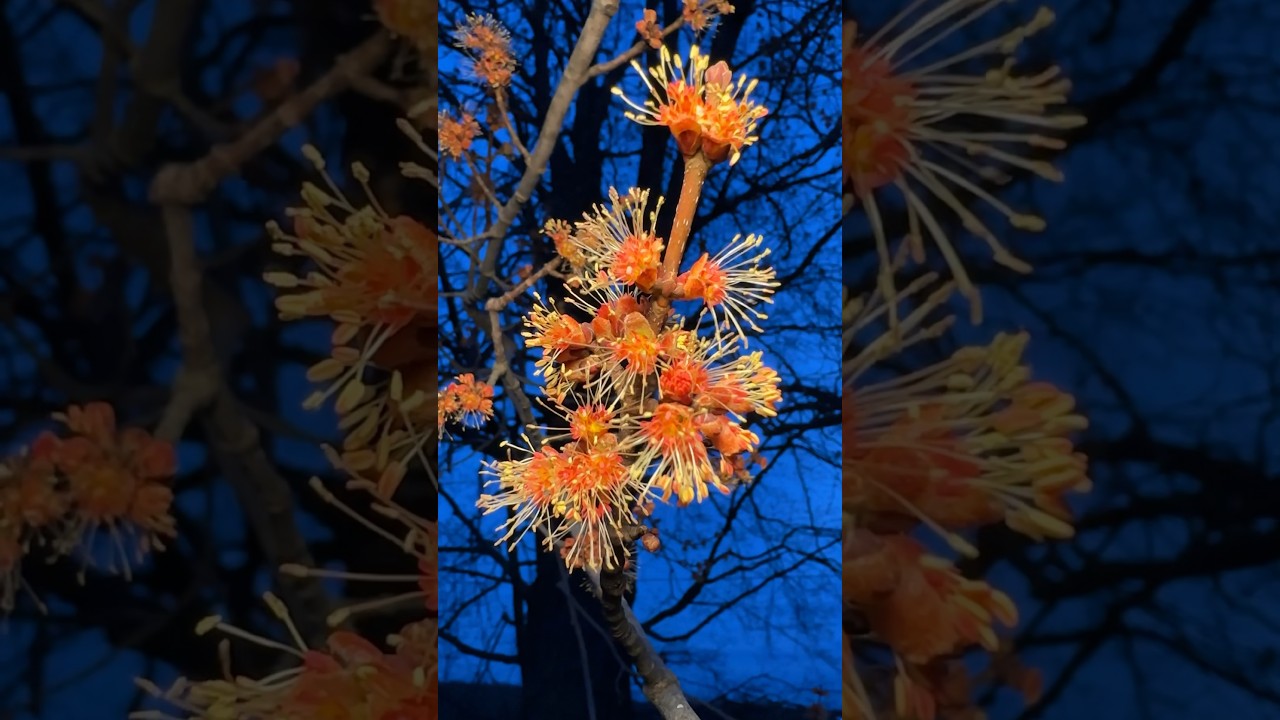 Silver Maple Tree Buds to Leaves Growing Over Two Seasons