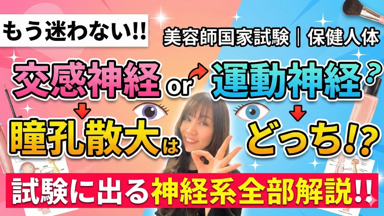 【総まとめ｜神経系】中枢神経/末梢神経、自律神経（交感神経、副交感神経）体制神経（運動神経/遠心性神経、知覚神経/求心性神経）、脳神経、脊髄神経