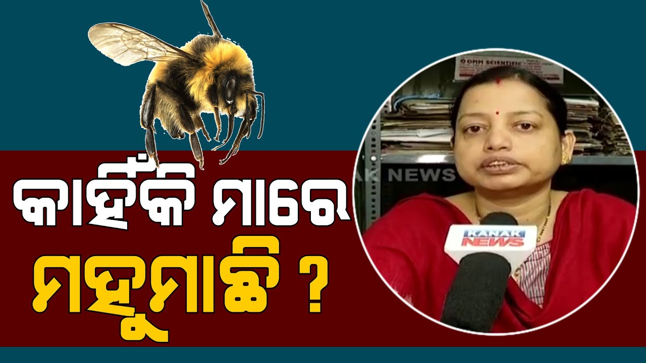 Tiger Bee Kills Human Odisha | Apiculture Expert Enunciate Unlike Phenomenon Responsible For Killing