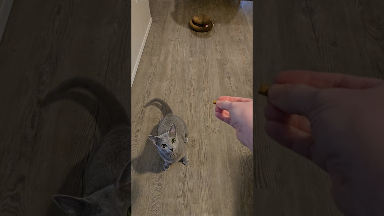 Training Sessions with Eowyn Part 1 