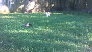 Dog Vs Eagle
