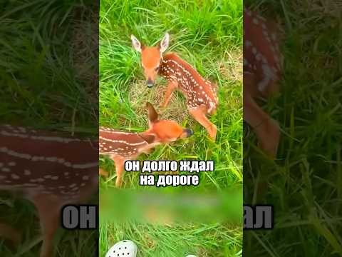 Мама оленят так и не пришла 🦌🥺 #милыеживотные #животные