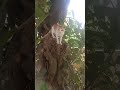 cute cute cat family, please like comment me,