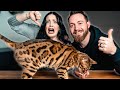 Bengal Cat PROS AND CONS || BEST or WORST Cat Breed? の動画、YouTube動画。