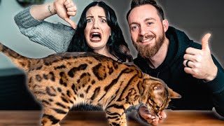 Bengal Cat PROS AND CONS || BEST or WORST Cat Breed?