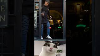 8×9=😱 😂 😆 #funny #cat #viral#video#shorts