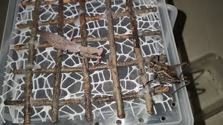Spiny Axe Mantis VS Elegant Katydid
