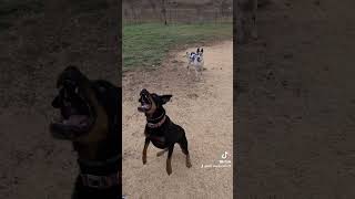 Appropriate corrections in dog play screenshot 5