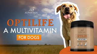 Introducing OptiLife: The Ultimate Multivitamin for Your Dog's Health! by Alpha Dog Nutrition 215 views 5 days ago 4 minutes, 38 seconds