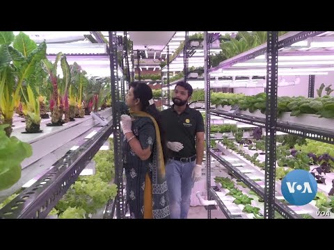 Hydroponic Farm Venture Flourishes in New Delhi Amid Pandemic.