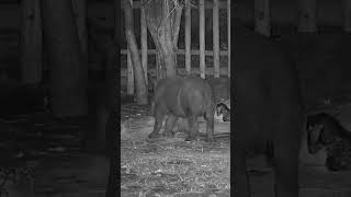 Rhino Calf Enjoys A Good Scratch