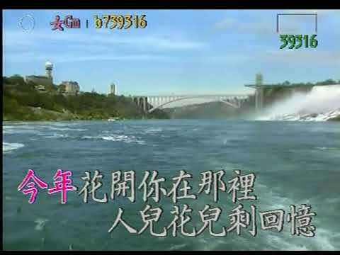 櫻花樹下