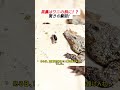 黒豚はワニの餌に!?驚きの瞬間! #ワニ #飼育動物 #ミニブタ #驚きの瞬間 #野生の本能