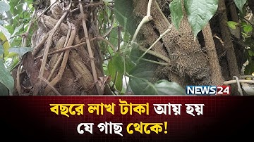 অন্য গাছে ভর দিয়ে বাড়ে, তবু আয় লাখ টাকা! | NEWS24 Special