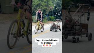 Beautiful Moments Between Dogs and Their Owners Caught on Camera 🐶✨ #dog #dogs #doglover #fyp